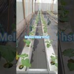 Perkembangan melon sistem nft talang #fendik_channel #agriculture #gardening #shorts