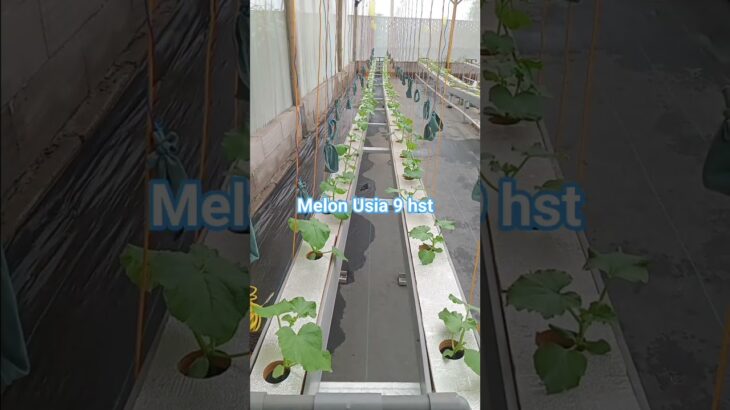 Perkembangan melon sistem nft talang #fendik_channel #agriculture #gardening #shorts