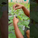Pruning Tanaman Melon Premium Green House #melon #hidroponik #agro #nft #dripsystem #budidaya