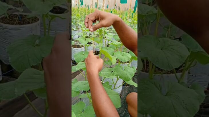 Pruning Tanaman Melon Premium Green House #melon #hidroponik #agro #nft #dripsystem #budidaya