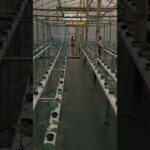 Ready #inthanon #greenhouse #hidroponik #nft #melon