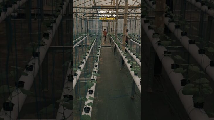 Ready #inthanon #greenhouse #hidroponik #nft #melon