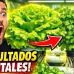 Resultados Espectaculares en Lechuga y Cilantro Hidropónico | NFT | HIDROPONIA PASO A PASO 😱