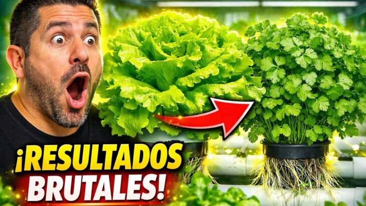 Resultados Espectaculares en Lechuga y Cilantro Hidropónico | NFT | HIDROPONIA PASO A PASO 😱
