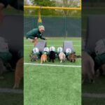 Training Cats for Block Drills #cat #cute #funny #americanfootball #nft #shorts