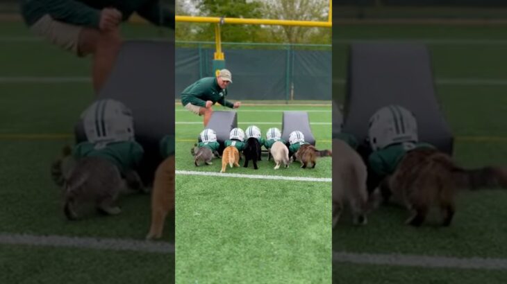 Training Cats for Block Drills #cat #cute #funny #americanfootball #nft #shorts
