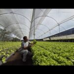 Visita Técnica Colombia – Hidroponía NFT Modificado