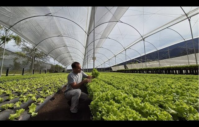 Visita Técnica Colombia – Hidroponía NFT Modificado