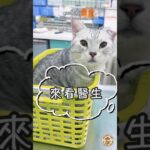 抱起來變輕…才發現胖弟糖尿病 😿｜We Caught Pangdi’s Diabetes Early
