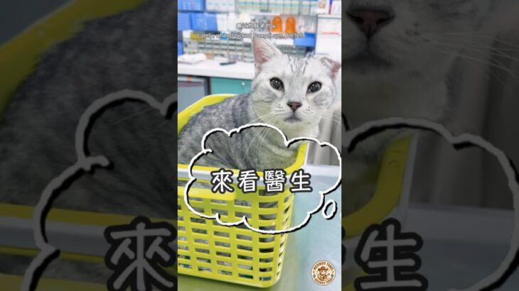 抱起來變輕…才發現胖弟糖尿病 😿｜We Caught Pangdi’s Diabetes Early