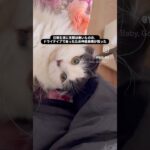 栗まろその後　#猫, #cat ,#変形関節症 ,#猫糖尿病 ,#FIP ,#地域猫,#ペットロス ,#ハチワレ,#スコティッシュフォールド,