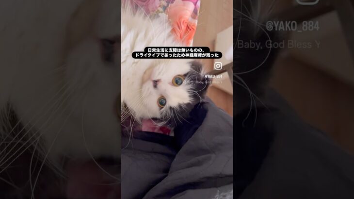 栗まろその後　#猫, #cat ,#変形関節症 ,#猫糖尿病 ,#FIP ,#地域猫,#ペットロス ,#ハチワレ,#スコティッシュフォールド,