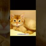 クイくん命日！　#猫, #cat ,#変形関節症 ,#猫糖尿病 ,#FIP ,#地域猫,#ペットロス ,#ハチワレ,#スコティッシュフォールド,