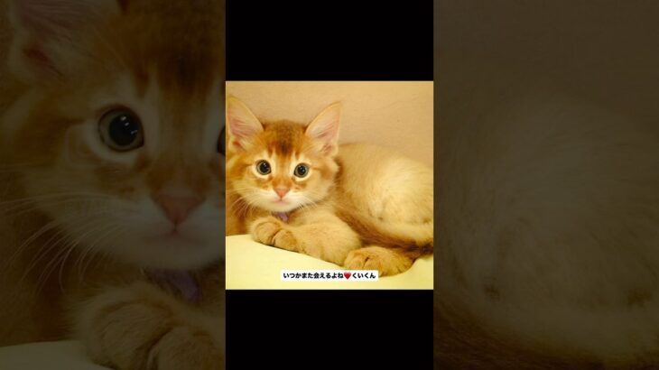 クイくん命日！　#猫, #cat ,#変形関節症 ,#猫糖尿病 ,#FIP ,#地域猫,#ペットロス ,#ハチワレ,#スコティッシュフォールド,