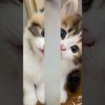 don’t check this sound 💀 #animation #3danimation #cat #nft #blender #gatito #oiiaoiia #uia