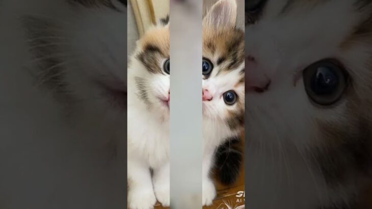 don’t check this sound 💀 #animation #3danimation #cat #nft #blender #gatito #oiiaoiia #uia