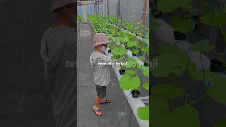 #greenhouse #nft #hidroponik #abmix #farming #melon #Inthanon