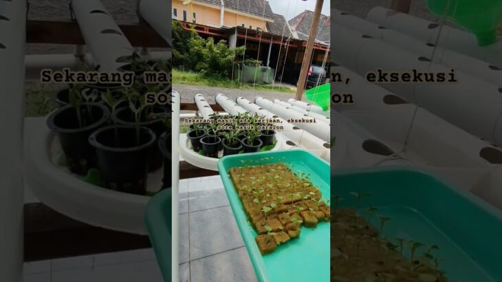 #hidroponik #nft #berkebun #pakcoyhidroponik #kangkung #fypyoutube #fyp #fypシ゚viral