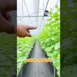 kondisi terkini di grenhouse melon hidroponik metode nft di kebun wisata pasirmukti