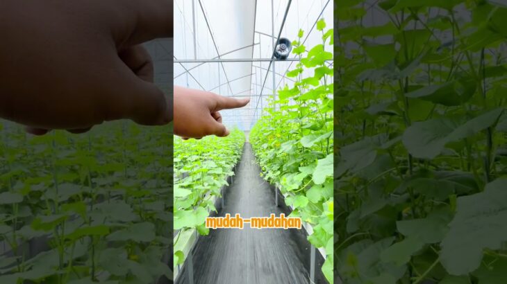 kondisi terkini di grenhouse melon hidroponik metode nft di kebun wisata pasirmukti