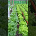 nft hydroponic system update 26days and 1 days #hydroponics #diy #lettuce