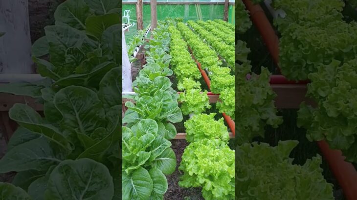 nft hydroponic system update 26days and 1 days #hydroponics #diy #lettuce
