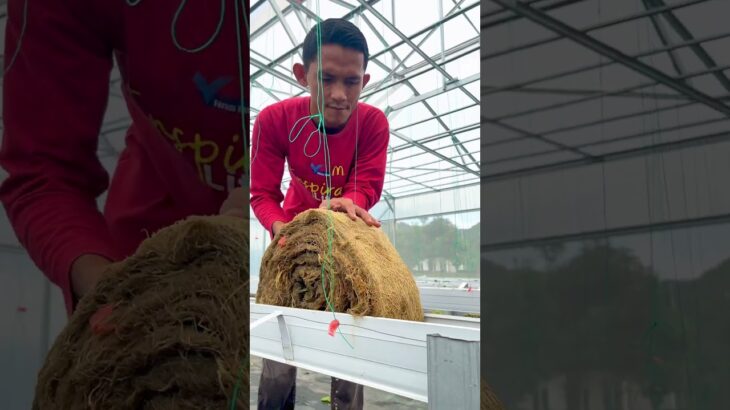 permbersihan yang cepat dan praktis dihidroponik sistem NFT #fyp #melon #melonhidroponik #greenhouse