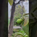 #shorts #trending #fyp #foryou #viralvideo #quran #tilawat #nft #treasurenft #earn