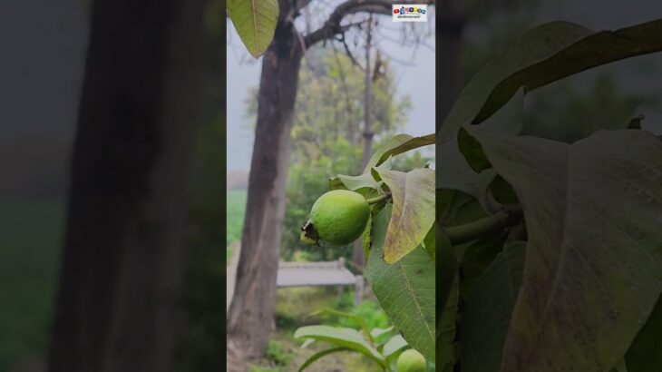 #shorts #trending #fyp #foryou #viralvideo #quran #tilawat #nft #treasurenft #earn