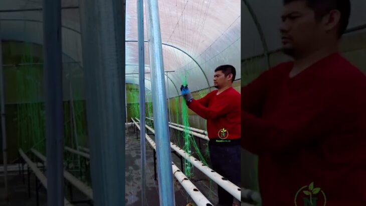 timelapse sterilisasi NFT.. #pertanian #farming #berkebun