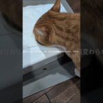 初チュール、カリカリ、水！コチャピは毎日変わらない #元野良猫 #糖尿病網膜症 #猫のいる暮らし