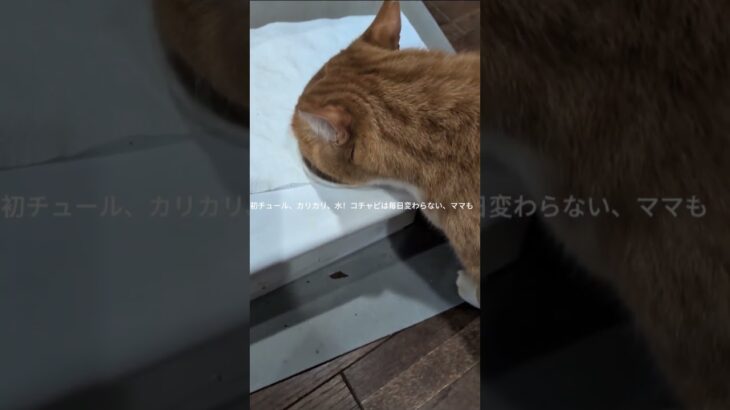 初チュール、カリカリ、水！コチャピは毎日変わらない #元野良猫 #糖尿病網膜症 #猫のいる暮らし