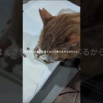 えさを残さないで食べるからかわいいコチャピ #元野良猫 #糖尿病網膜症 #猫のいる暮らし