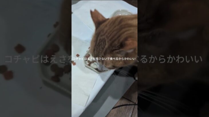 えさを残さないで食べるからかわいいコチャピ #元野良猫 #糖尿病網膜症 #猫のいる暮らし