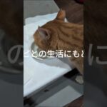 またコチャピとの生活にもどります #元野良猫 #糖尿病網膜症 #猫のいる暮らし