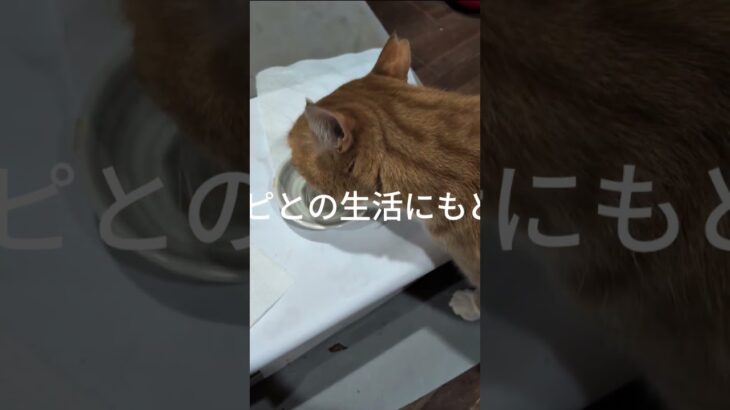 またコチャピとの生活にもどります #元野良猫 #糖尿病網膜症 #猫のいる暮らし