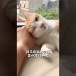 糖尿病貓的生活，三腳的日常