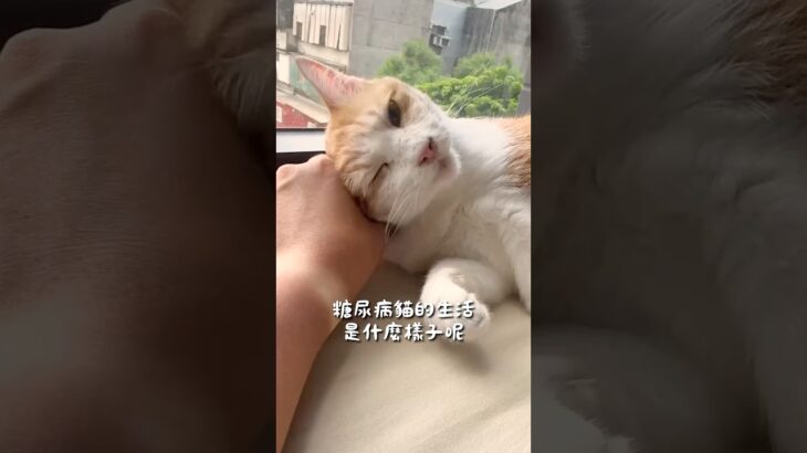 糖尿病貓的生活，三腳的日常