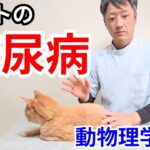 【糖尿病】ペットが糖尿病と言われたら、今から始めるセルフケア動物整体のやり方