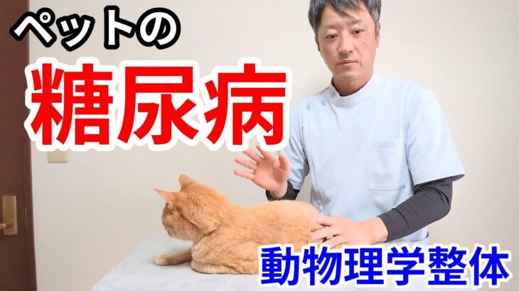 【糖尿病】ペットが糖尿病と言われたら、今から始めるセルフケア動物整体のやり方