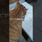 コチャピが便秘みたいで心配です #元野良猫 #糖尿病網膜症 #糖尿病網膜症 #猫のいる暮らし