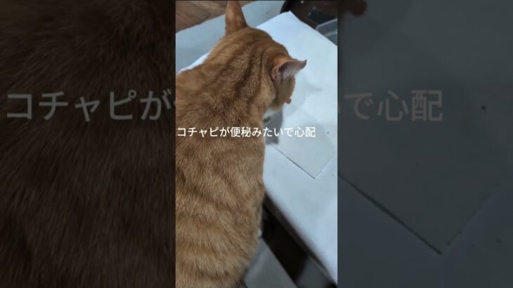 コチャピが便秘みたいで心配です #元野良猫 #糖尿病網膜症 #糖尿病網膜症 #猫のいる暮らし