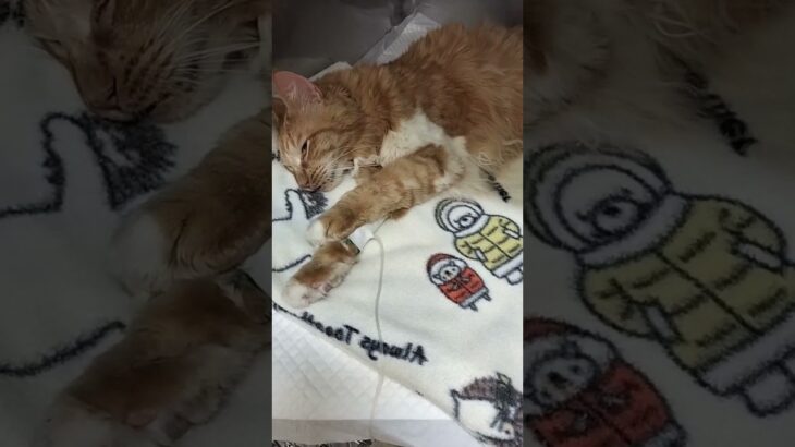 頑張るトラちゃん小さなひととき#猫入院#猫糖尿病