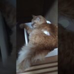 頑張るトラ☆押入れからの元気チャージ#猫#猫糖尿病#リブレ
