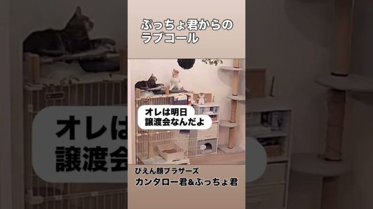 カンタロー君 × ぷっちょ君 ぴえん顔ブラザーズ🥹 ぷっちょ君、糖尿病のお薬が効いてきたのか、今まで登らなかった場所へ。大好きなカンタロー君と猫だんごしに行った😻…結果は、頭おさえで丁重に