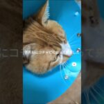 手術前にコチャピに会って来ました #糖尿病網膜症 #元野良猫 #猫のいる暮らし #膀胱 結石、血尿