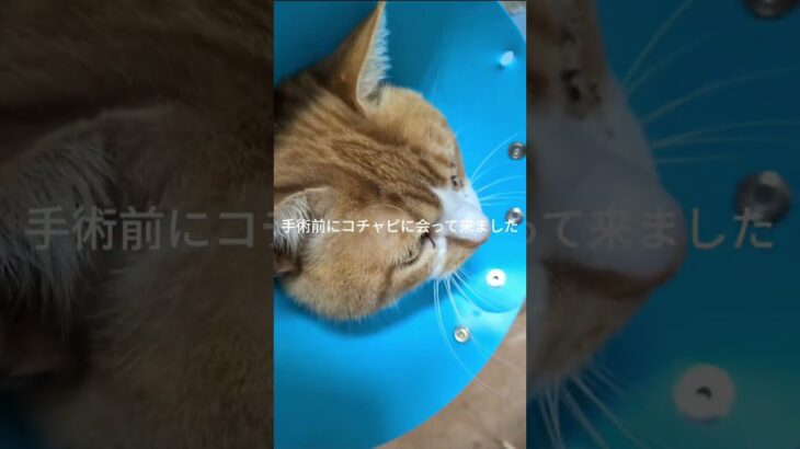 手術前にコチャピに会って来ました #糖尿病網膜症 #元野良猫 #猫のいる暮らし #膀胱 結石、血尿
