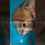 尿のカテーテル外れ、明日退院の予定です #糖尿病網膜症 #元野良猫 #猫のいる暮らし #膀胱