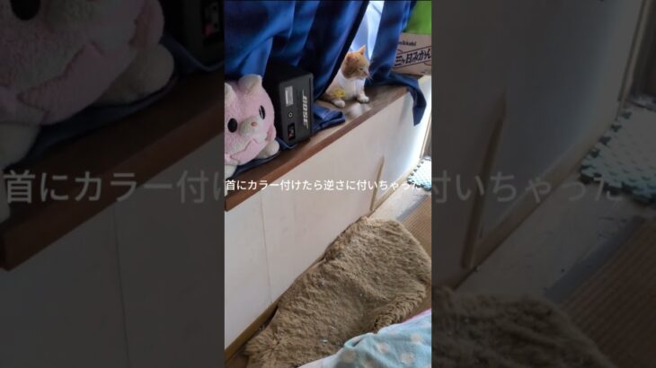 入院して手術してコチャピが退院しました #糖尿病網膜症 #元野良猫 #猫のいる暮らし #膀胱 炎