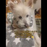 糖尿病おじいちゃん🐶パオ